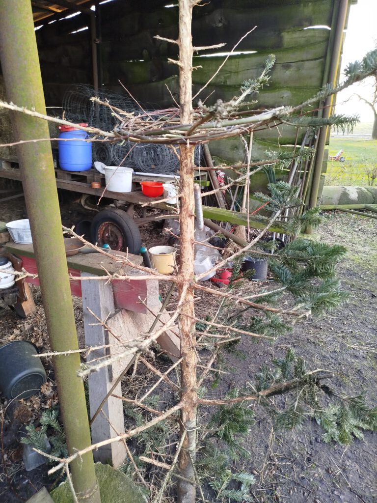 ausgedienter Weihnachtsbaum wird zur Osterdeko